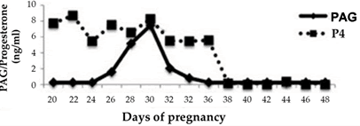 PAG and p4 concentration after embryo loss