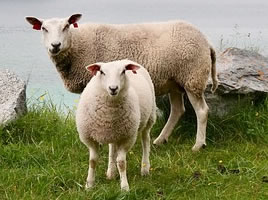 Goat sheep test kits