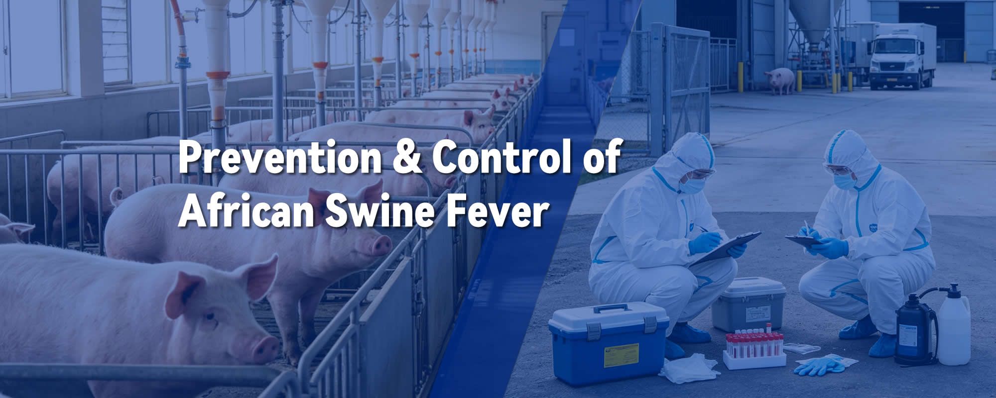 African Swine Fever Prevention and Control Strategies in the Post-Pandemic Era: Dual-Negative Detection, DIVA Application and Real-world Practices